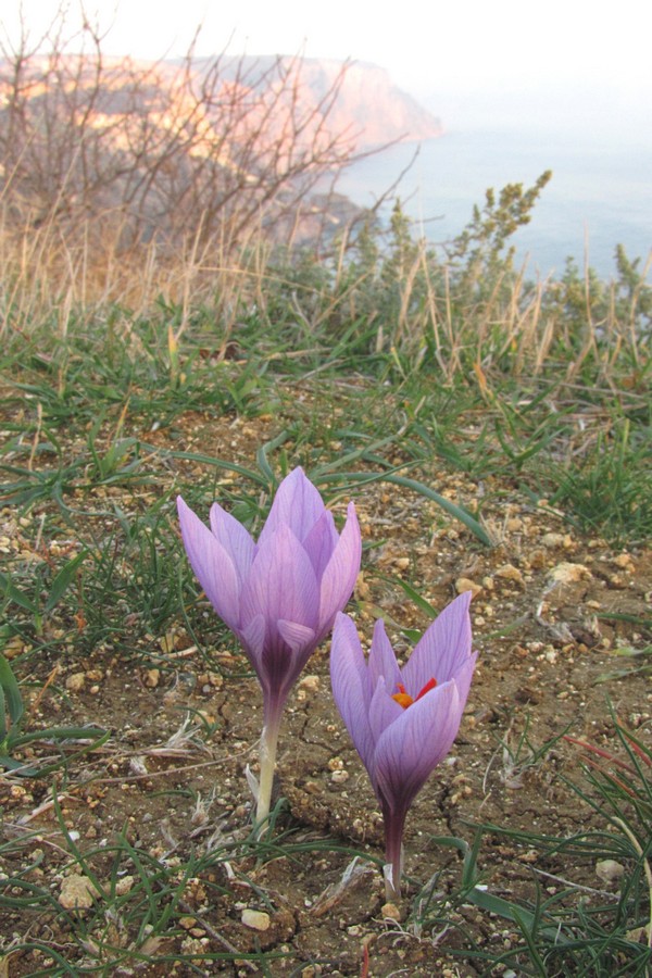 Изображение особи Crocus pallasii.