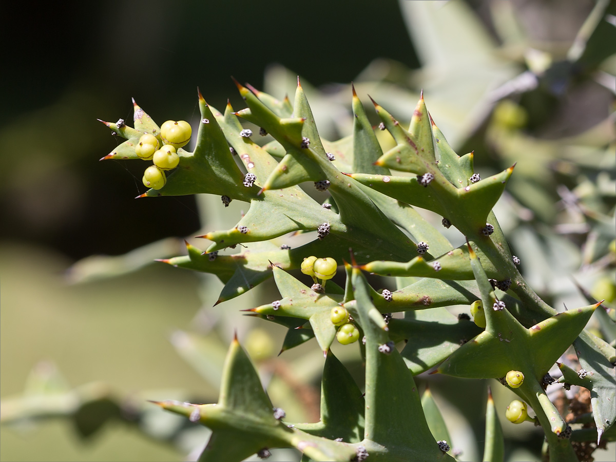 Изображение особи Colletia paradoxa.