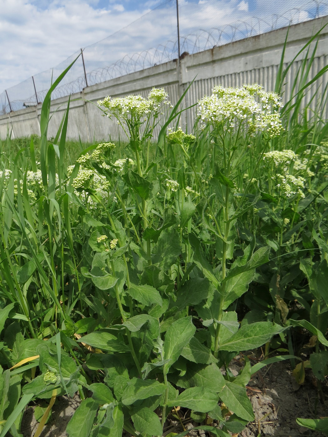 Image of Cardaria draba specimen.