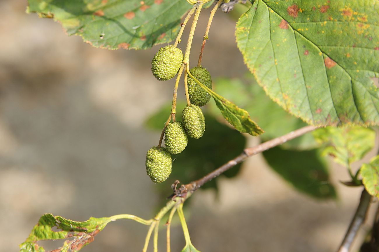 Изображение особи Duschekia fruticosa.