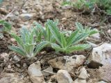 Phlomoides boraldaica. Вегетирующее растение. Южный Казахстан, Таласский Алатау, горы Таскора, пер. Буранши-Асу, ≈ 1550 м н.у.м. 19 апреля 2022 г.