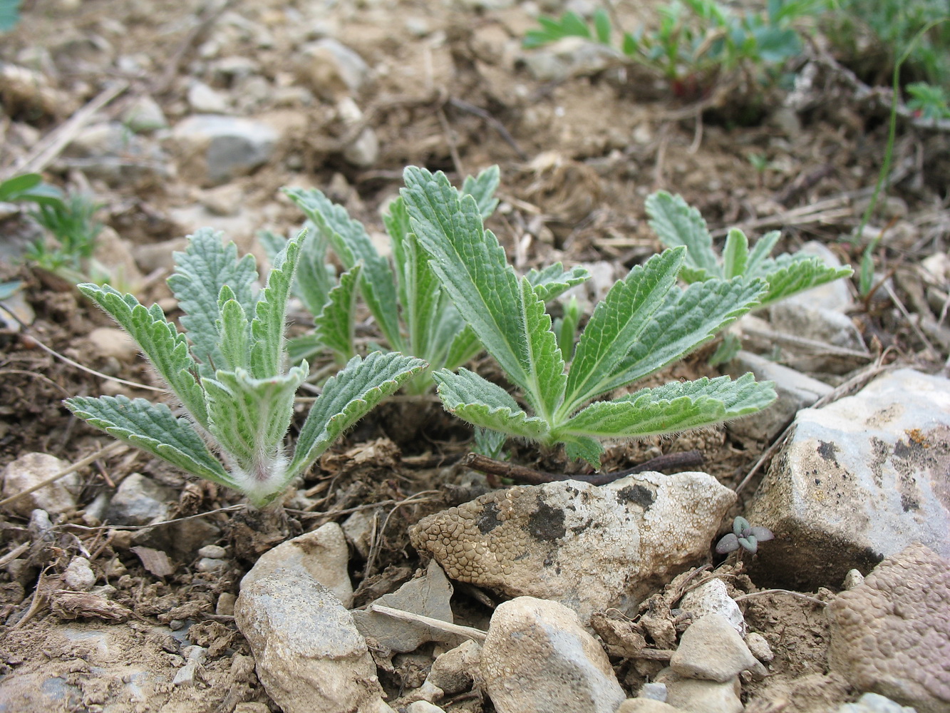 Image of Phlomoides boraldaica specimen.