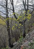 Acer platanoides. Стволы и нижние ветви с соцветиями. Самарская обл., национальный парк \"Самарская Лука\", гора Верблюд, склон горы, опушка широколиственного леса. 01.05.2021.