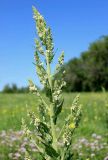 Verbascum lychnitis