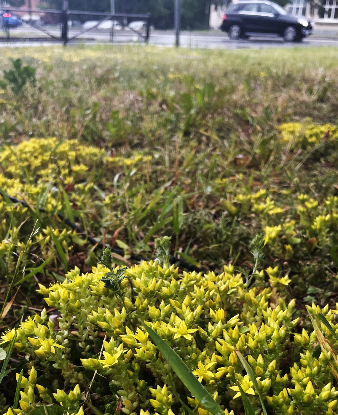 Image of Sedum acre specimen.