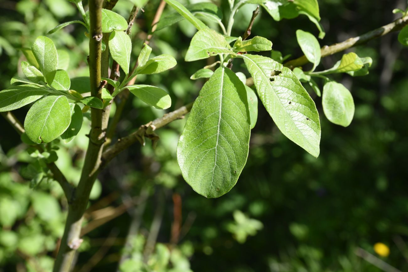 Image of Salix caprea specimen.