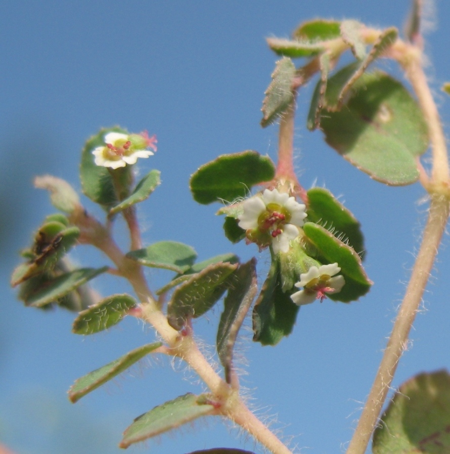 Изображение особи Euphorbia canescens.