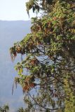 Hagenia abyssinica. Часть кроны с плодами. Эфиопия, провинция Бале, аураджа Фасиль, национальный парк \"Горы Бале\". 25.12.2014.