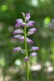 Orchis подвид stevenii