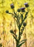 Cousinia microcarpa