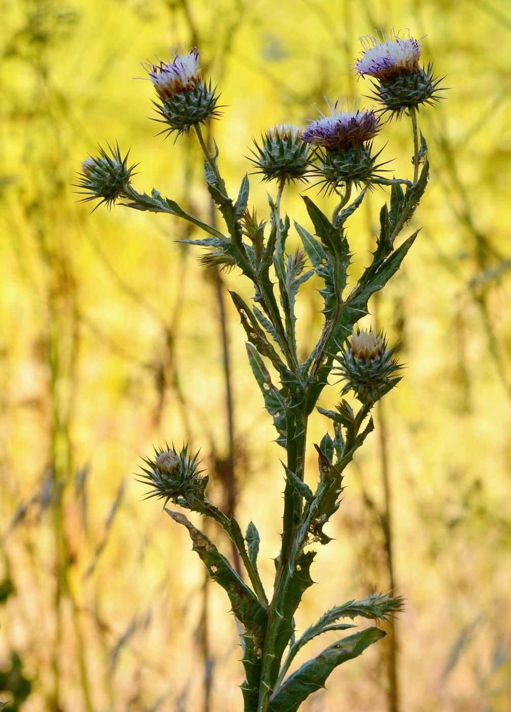 Изображение особи Cousinia microcarpa.