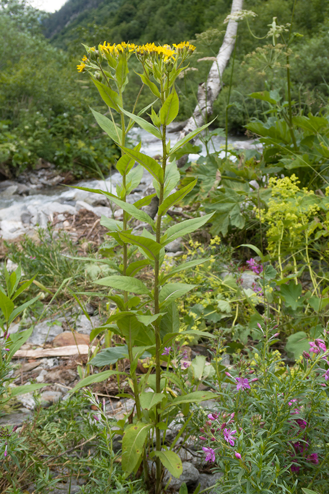 Изображение особи Senecio propinquus.