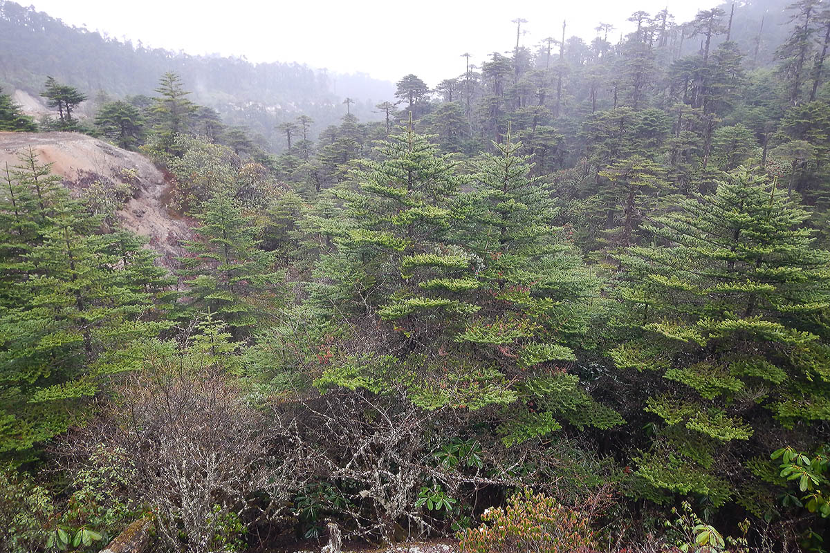 Image of familia Pinaceae specimen.