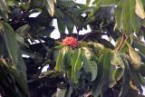 Saraca asoca. Ветка с соцветием и листьями. Непал, провинция Лумбини-Прадеш, р-н Рупандехи, г. Лумбини. 22.11.2017.