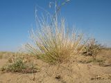 Astragalus eremospartoides