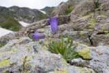 Campanula biebersteiniana