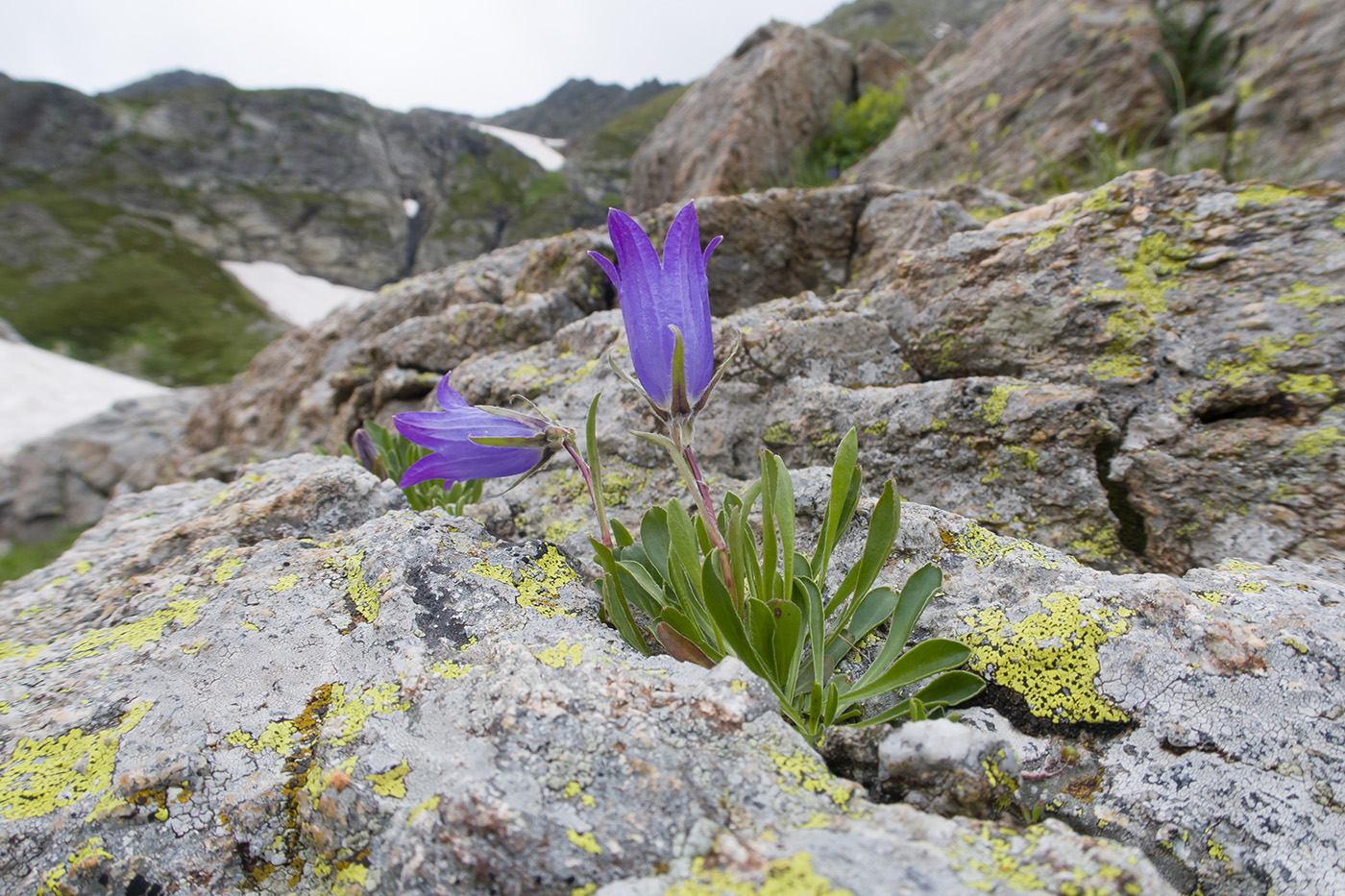 Изображение особи Campanula biebersteiniana.