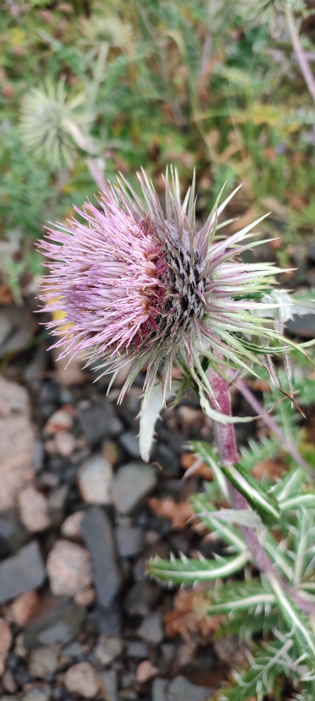 Image of Alfredia nivea specimen.