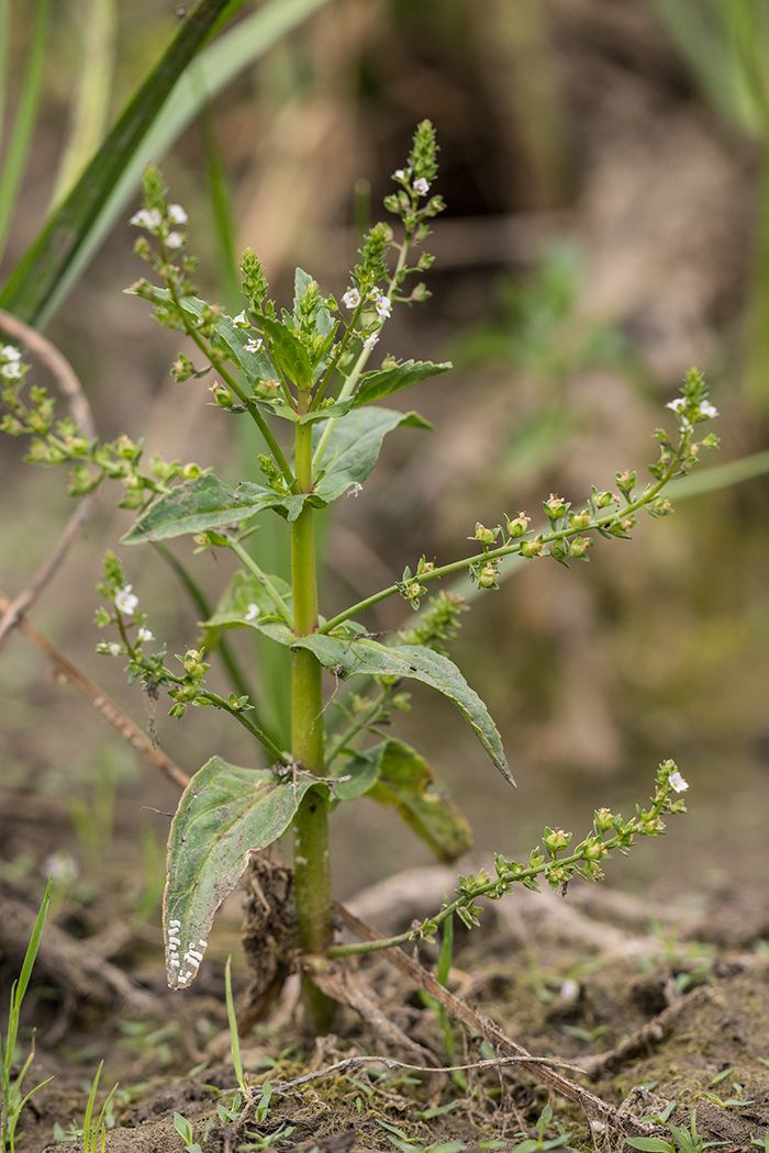 Image of Veronica anagalloides specimen.