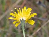 Leontodon hispidus