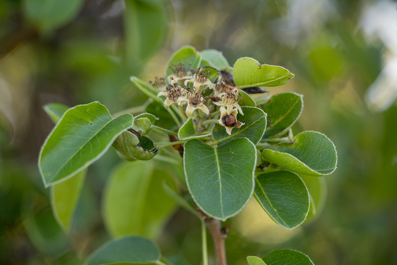 Image of Pyrus communis specimen.