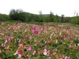 Impatiens glandulifera