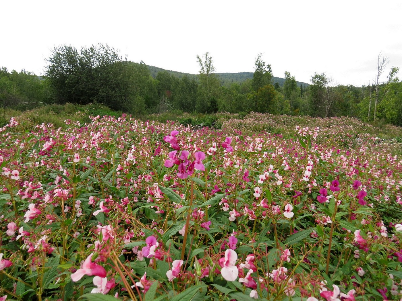 Image of Impatiens glandulifera specimen.