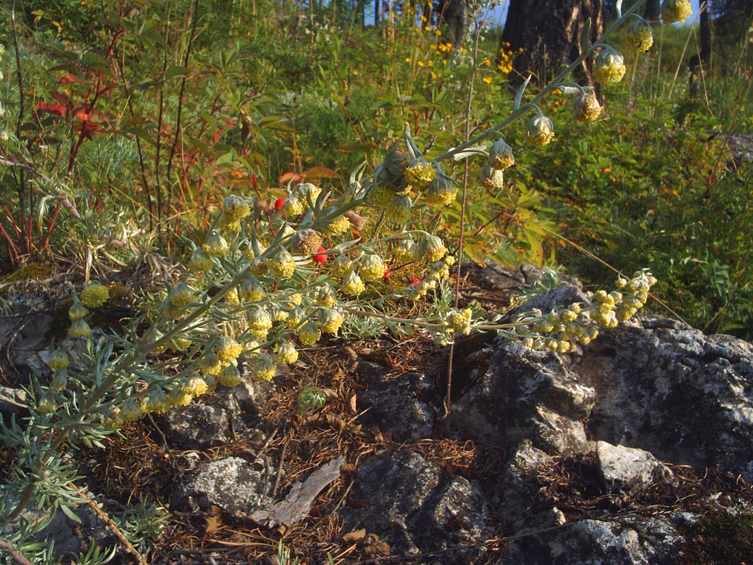 Изображение особи Artemisia sericea.