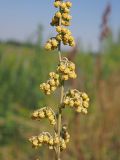 Image of taxon representative. Author is Денис Карацуба