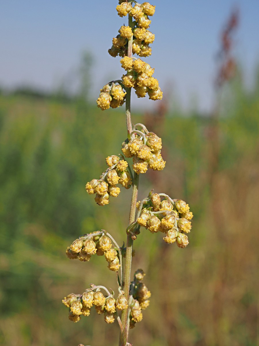 Изображение особи Artemisia armeniaca.