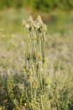 Dipsacus laciniatus