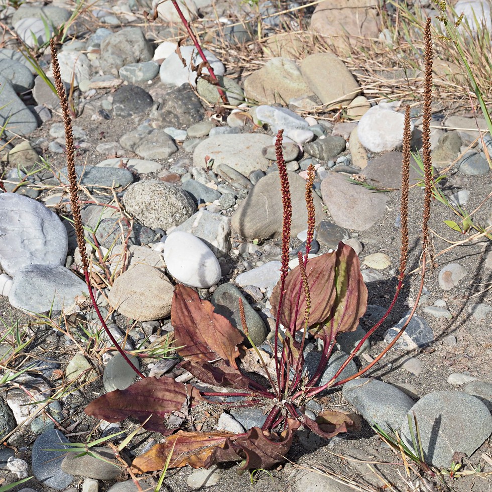 Image of Plantago major specimen.