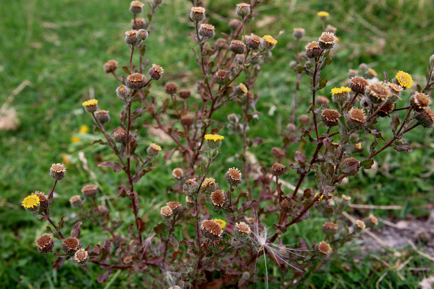 Image of Pulicaria vulgaris specimen.