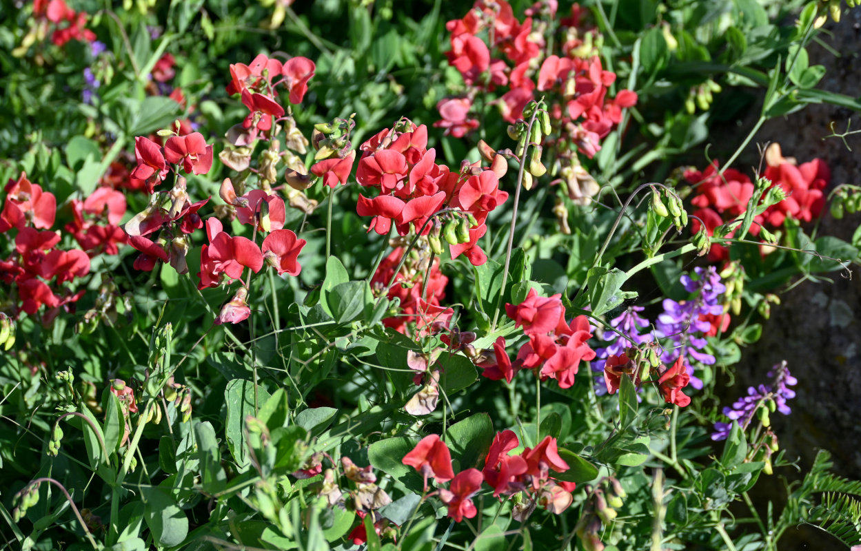 Изображение особи Lathyrus miniatus.