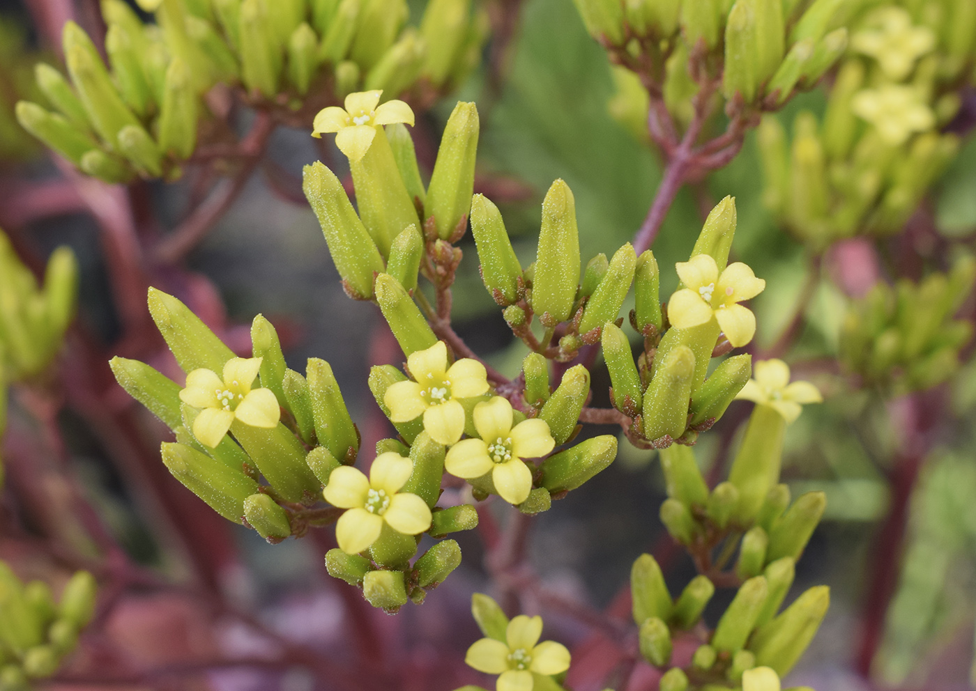 Image of Kalanchoe sexangularis specimen.