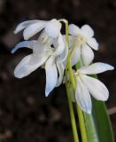 Scilla siberica