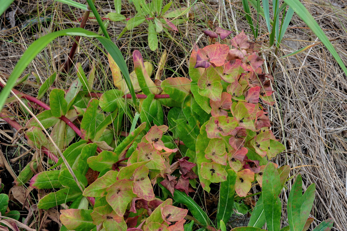 Image of Euphorbia komaroviana specimen.