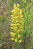 Orchis punctulata