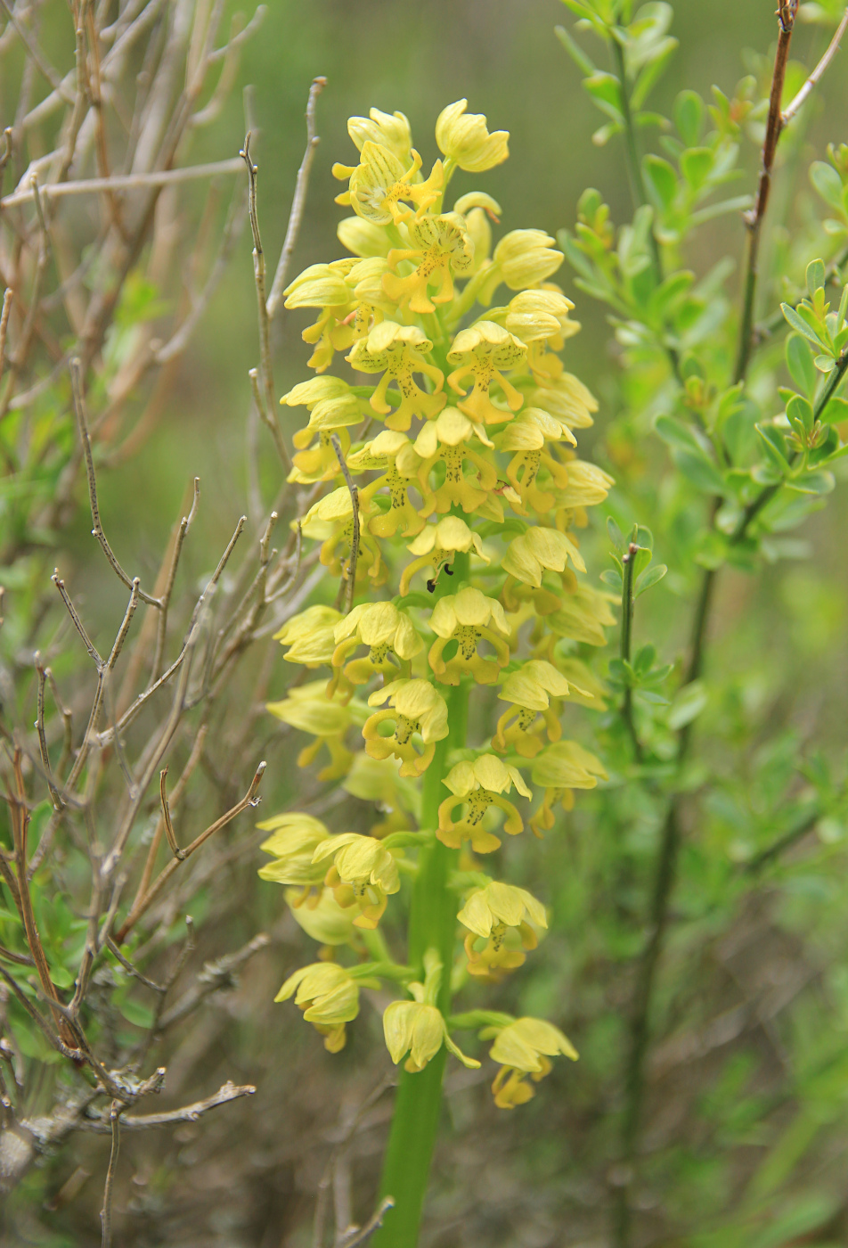 Изображение особи Orchis punctulata.