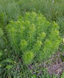 Adonis vernalis