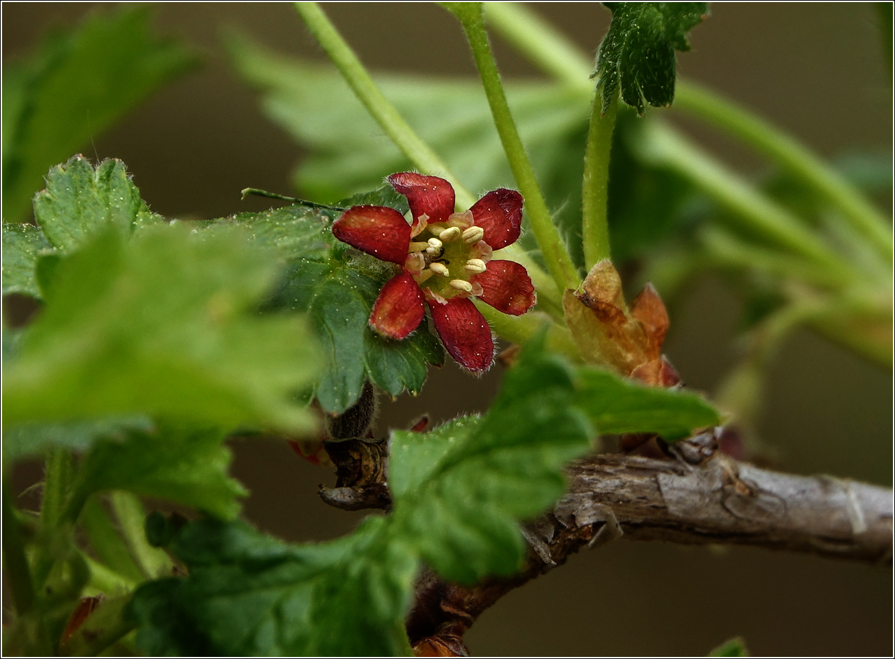 Изображение особи Ribes &times; nidigrolaria.