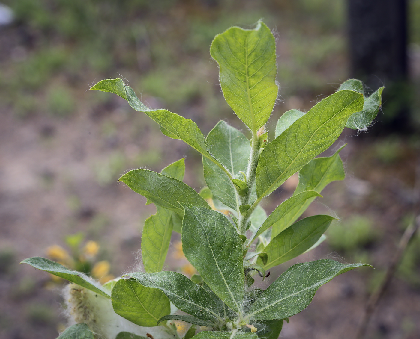 Изображение особи Salix recurvigemmata.