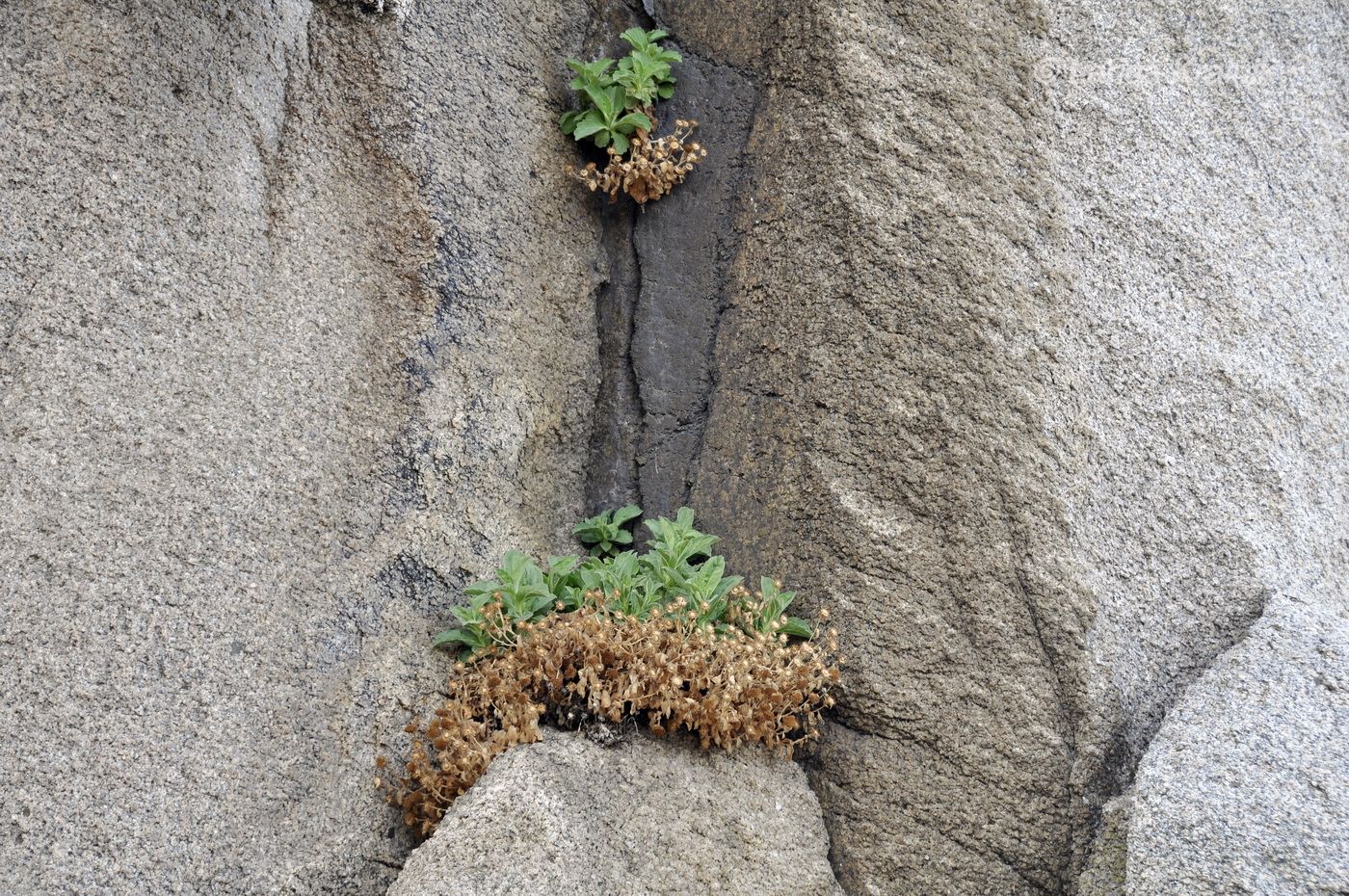 Image of Aster spathulifolius specimen.