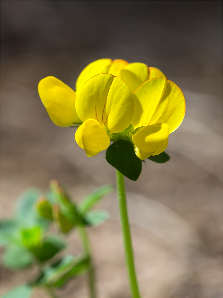 Image of Lotus corniculatus specimen.