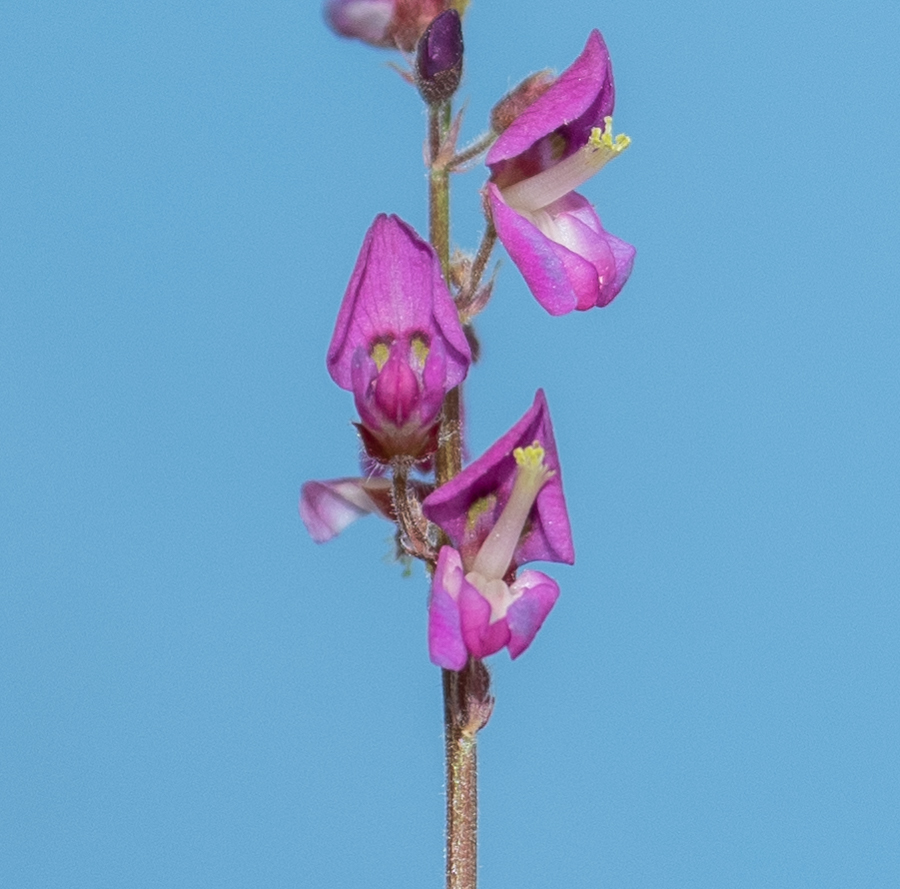 Image of familia Fabaceae specimen.