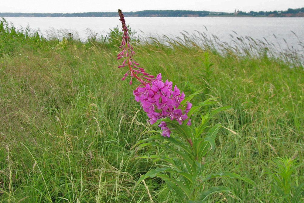 Image of Chamaenerion angustifolium specimen.