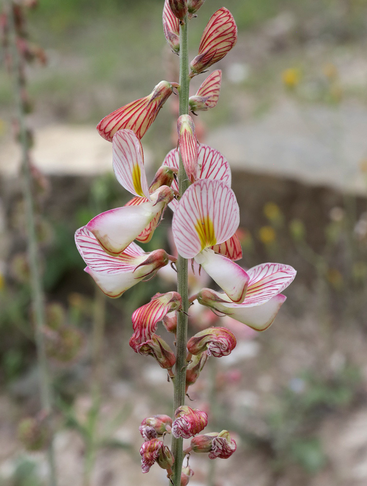 Image of Onobrychis bobrovii specimen.