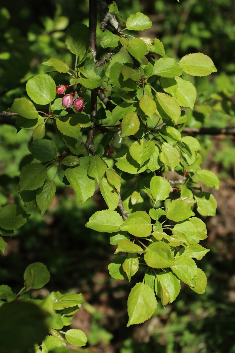 Изображение особи Malus sylvestris.