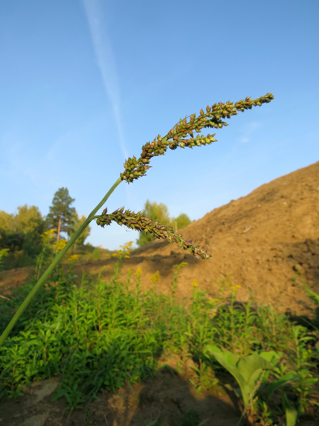 Изображение особи Echinochloa crus-galli.