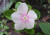 Catharanthus roseus